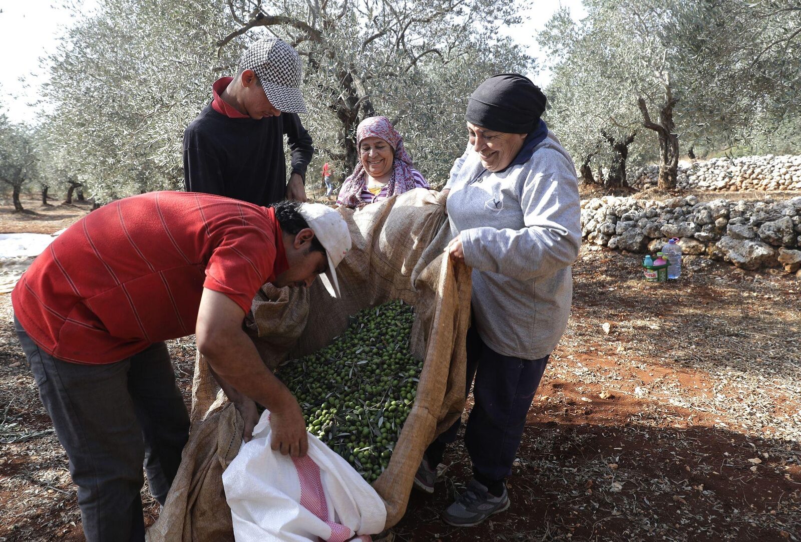 Families gathering olives together