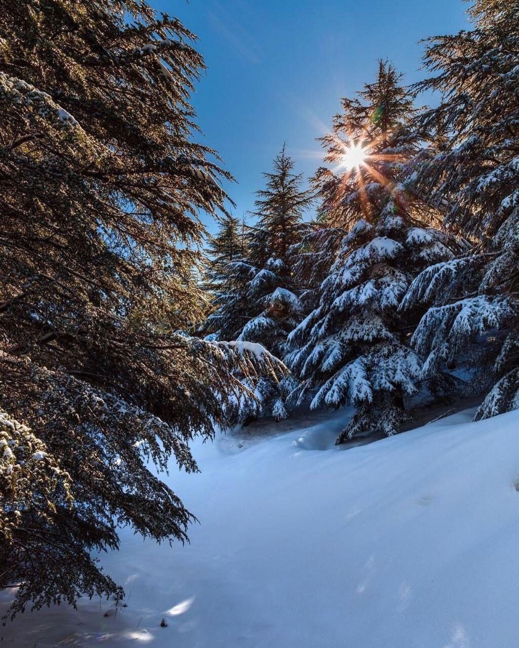 Snow-covered cedar trees of Lebanon